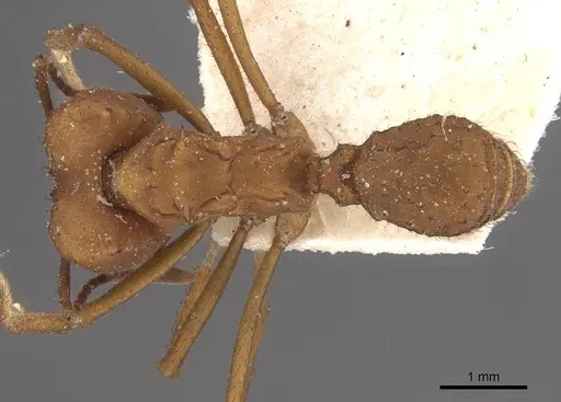 Acromyrmex fracticornis - CASENT0909429