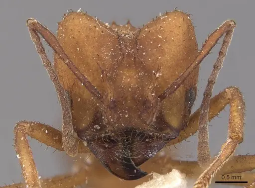 Acromyrmex fracticornis - CASENT0909429