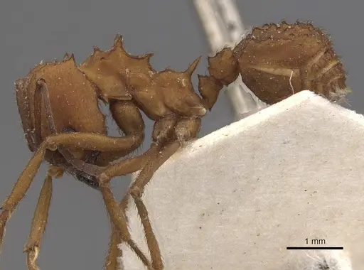 Acromyrmex fracticornis - CASENT0909429