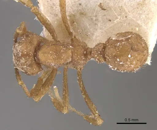 Acromyrmex fracticornis - CASENT0909430