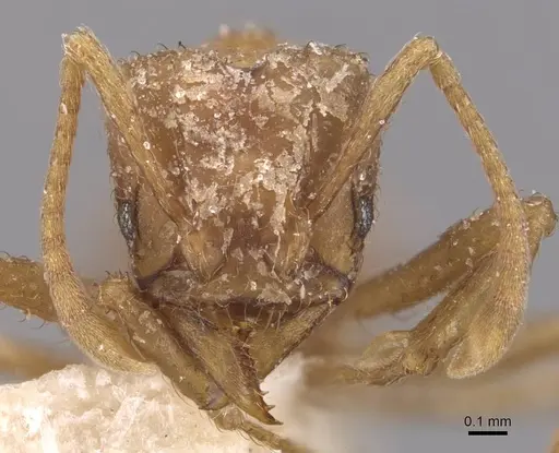 Acromyrmex fracticornis - CASENT0909430