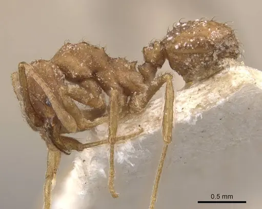 Acromyrmex fracticornis - CASENT0909430