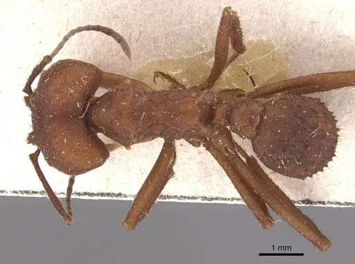 Acromyrmex fracticornis - CASENT0909431