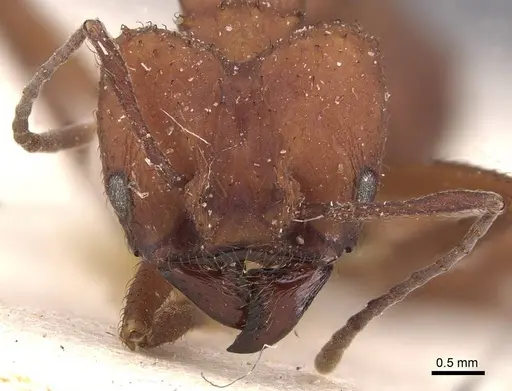 Acromyrmex fracticornis - CASENT0909431