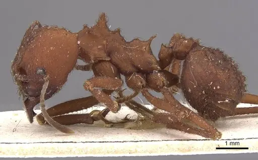 Acromyrmex fracticornis - CASENT0909431