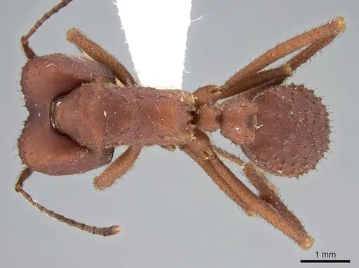 Acromyrmex fracticornis - CASENT0922023