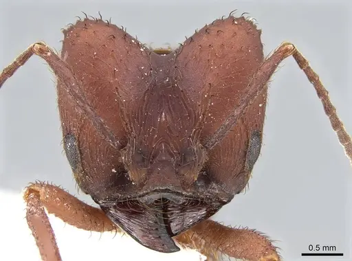 Acromyrmex fracticornis - CASENT0922023