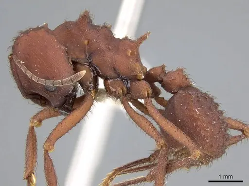 Acromyrmex fracticornis - CASENT0922023