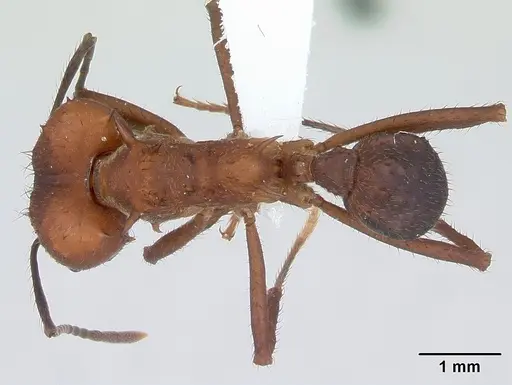 Acromyrmex heyeri specimen
