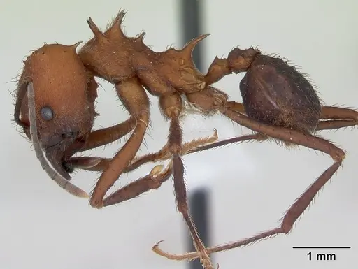 Acromyrmex heyeri specimen