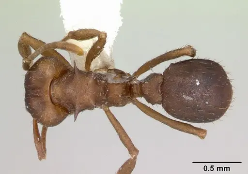 Acromyrmex heyeri - CASENT0173796