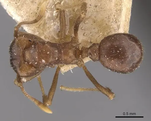 Acromyrmex heyeri - CASENT0909433