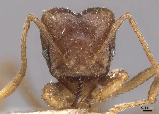 Acromyrmex heyeri - CASENT0909433