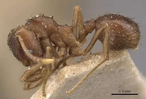 Acromyrmex heyeri - CASENT0909433