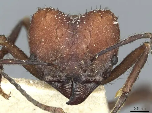 Acromyrmex heyeri - CASENT0912477