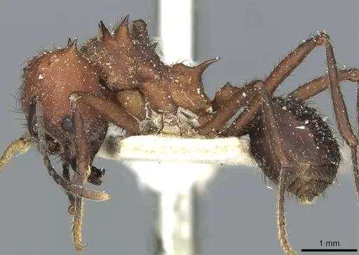 Acromyrmex heyeri - CASENT0912477