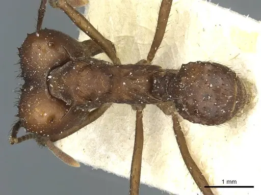 Acromyrmex heyeri - CASENT0912478