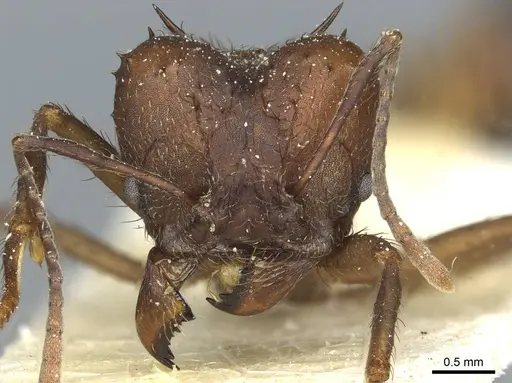 Acromyrmex heyeri - CASENT0912478