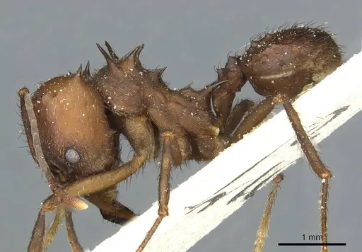 Acromyrmex heyeri - CASENT0912478