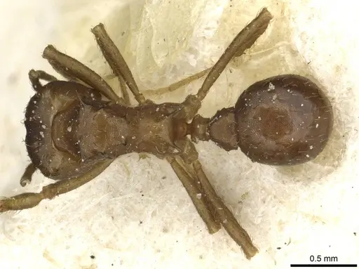 Acromyrmex heyeri - CASENT0912479