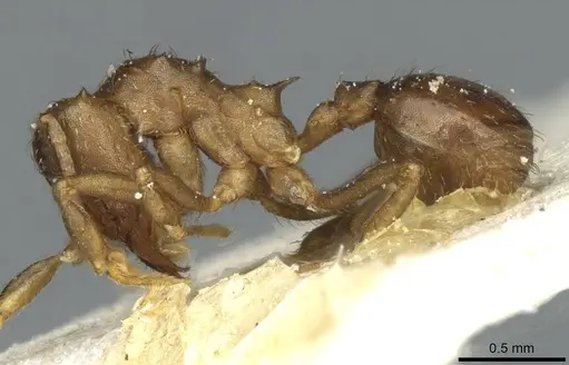 Acromyrmex heyeri - CASENT0912479