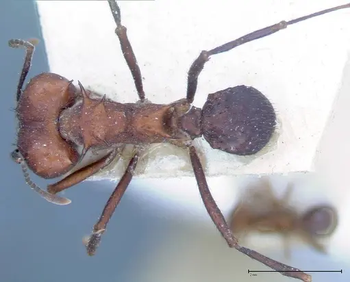 Acromyrmex heyeri - FOCOL0069-1