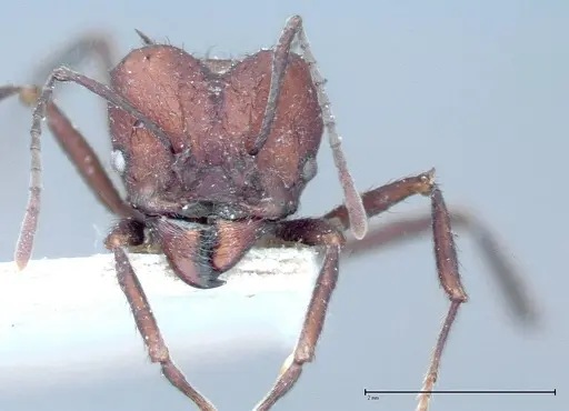Acromyrmex heyeri - FOCOL0069-1