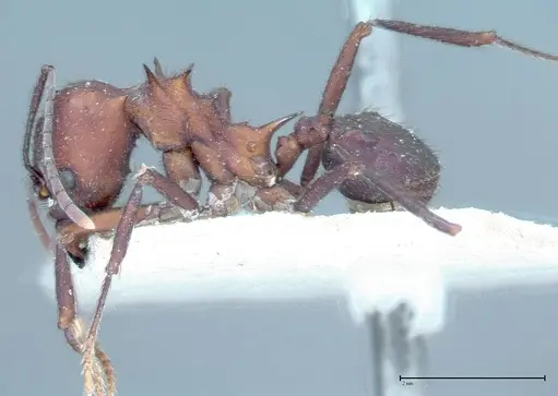 Acromyrmex heyeri - FOCOL0069-1