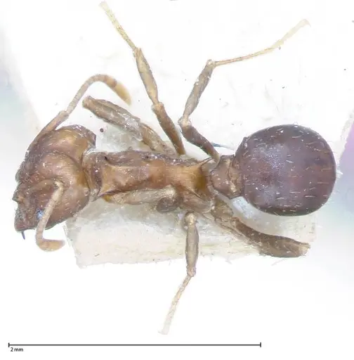 Acromyrmex heyeri - FOCOL0069-2