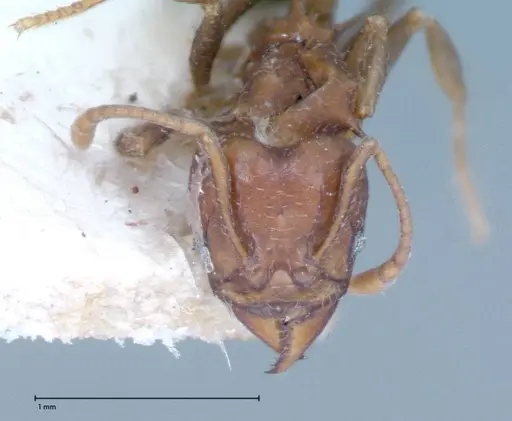 Acromyrmex heyeri - FOCOL0069-2