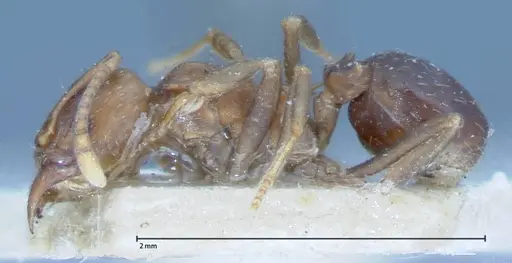 Acromyrmex heyeri - FOCOL0069-2