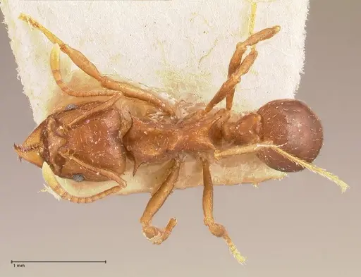 Acromyrmex heyeri - FOCOL0710