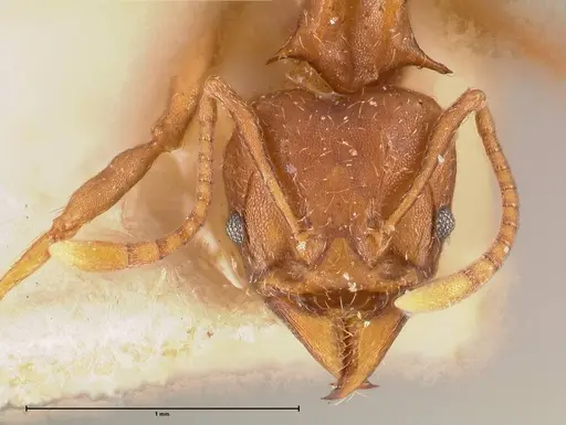 Acromyrmex heyeri - FOCOL0710