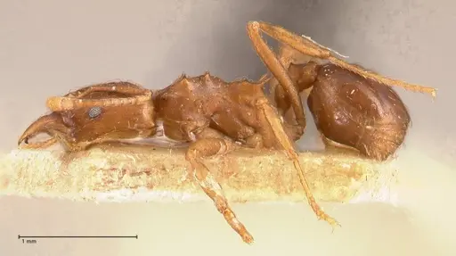 Acromyrmex heyeri - FOCOL0710
