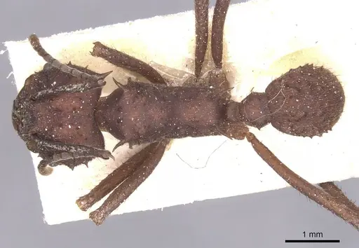 Acromyrmex hispidus specimen