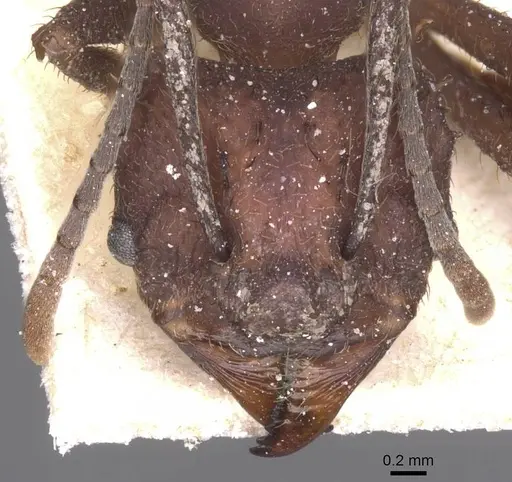 Acromyrmex hispidus specimen