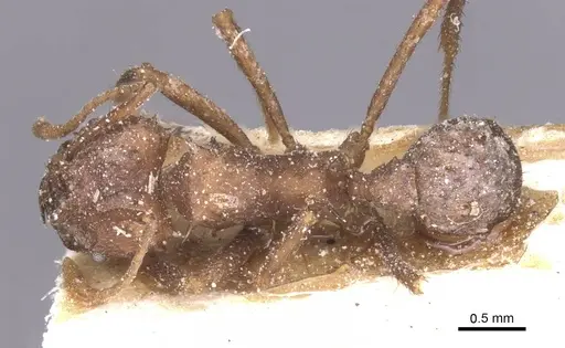 Acromyrmex hispidus - CASENT0912455