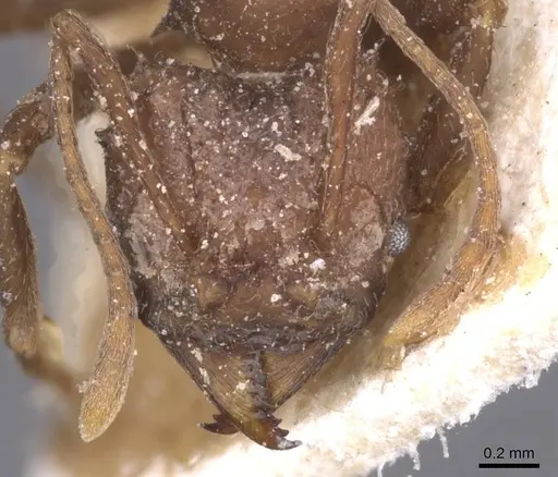 Acromyrmex hispidus - CASENT0912455