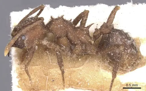 Acromyrmex hispidus - CASENT0912455