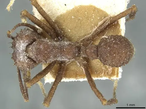Acromyrmex hispidus - CASENT0913867