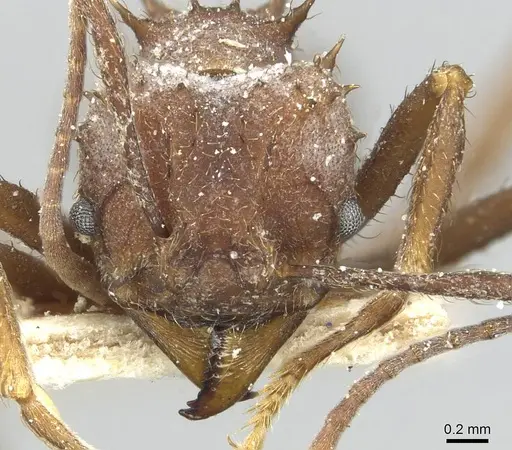 Acromyrmex hispidus - CASENT0913867