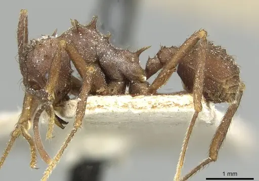 Acromyrmex hispidus - CASENT0913867