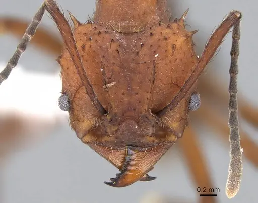 Acromyrmex hispidus - CASENT0922024