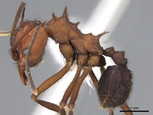 Acromyrmex hispidus - CASENT0922024