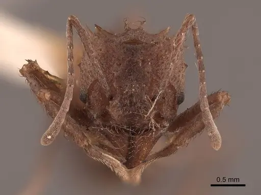 Acromyrmex hispidus - FMNHINS0000046888