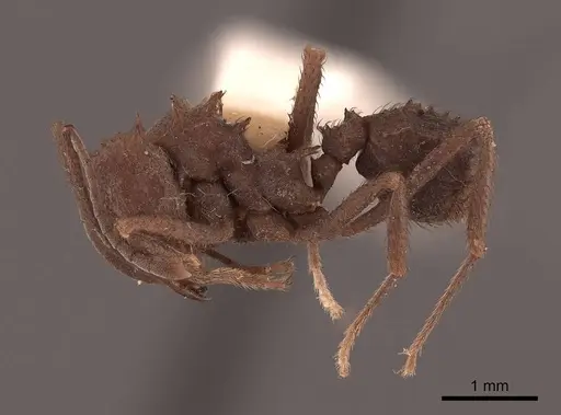 Acromyrmex hispidus - FMNHINS0000046888