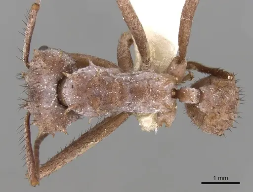 Acromyrmex hystrix specimen