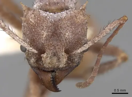 Acromyrmex hystrix specimen