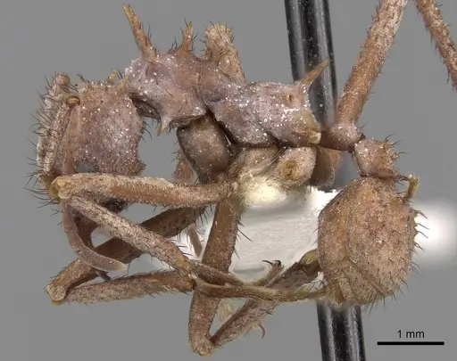 Acromyrmex hystrix specimen