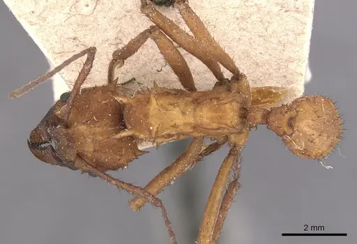 Acromyrmex hystrix - CASENT0904992